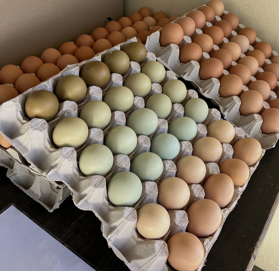 Free Range Eggs category