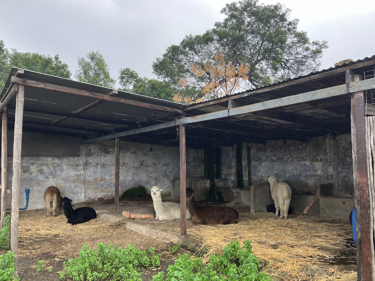 Alpaca Products category